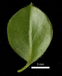 Cotoneaster divaricatus: Leaf, lower surface.
 Image: D. Glenny © Landcare Research 2017 CC BY 3.0 NZ